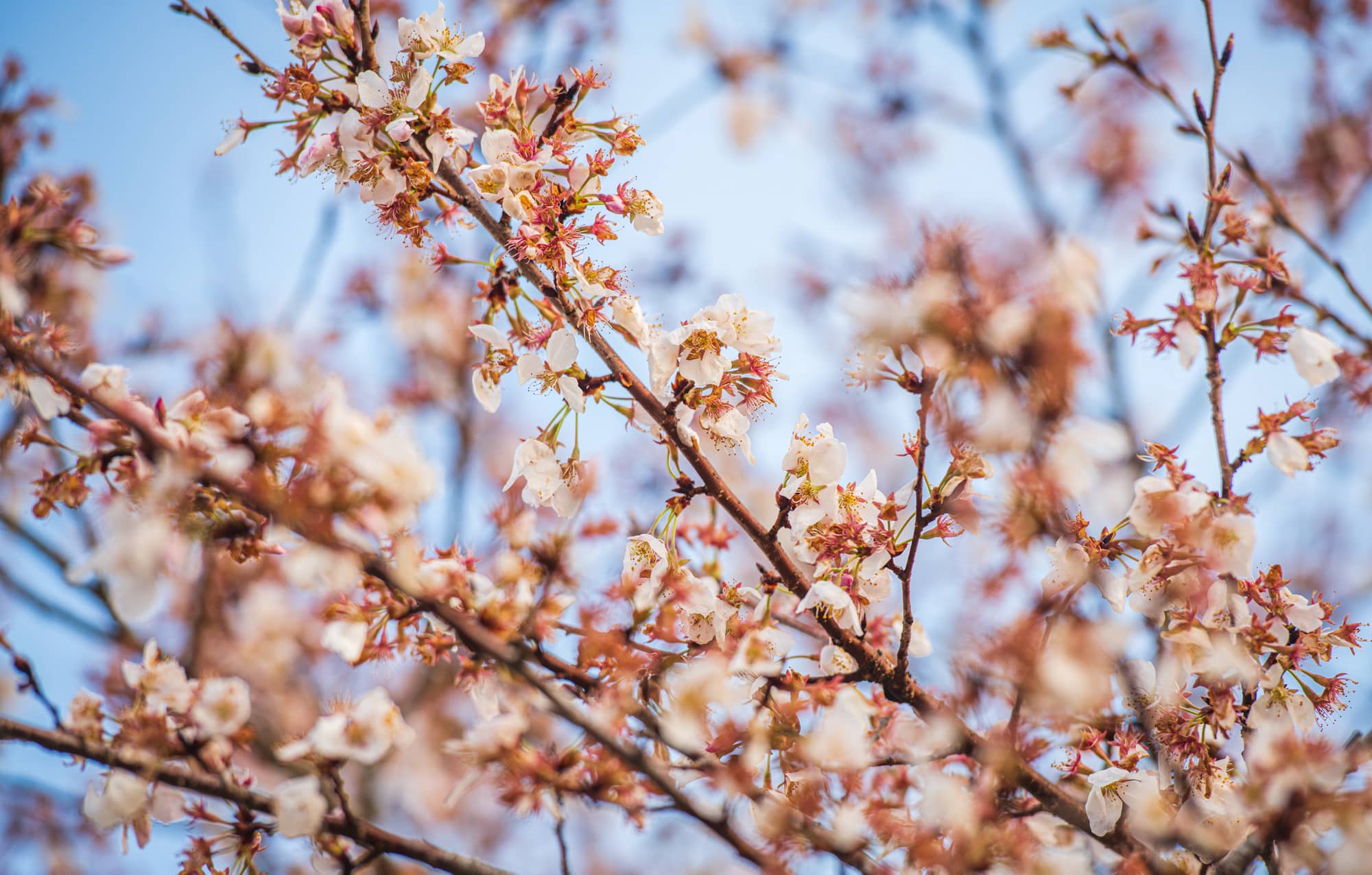 Spring has sprung as the iconic cherry blossoms bloom on OHIO's Athens